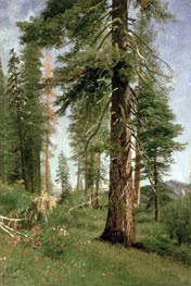 California Redwoods, undated by Bierstadt | Painting Reproduction