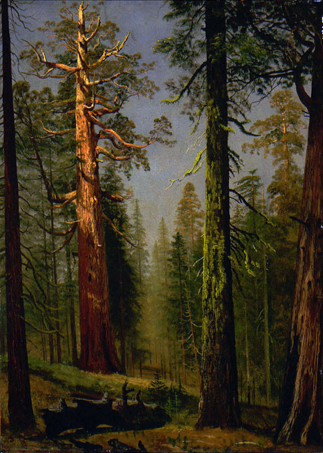 Der Grizzly Giant Sequoia, Mariposa Grove, Kalifornien, c.1872/73 | Bierstadt