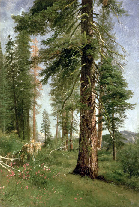 Kalifornische Redwoods, n.d. | Bierstadt