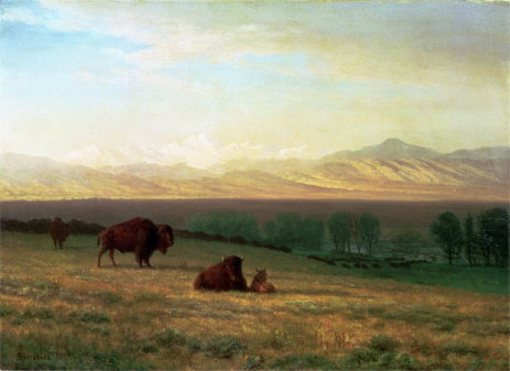 Büffel in den Ebenen, c.1890 | Bierstadt | Gemälde Reproduktion