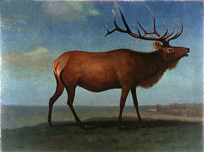 Bull Elk, indated | Bierstadt | Painting Reproduction