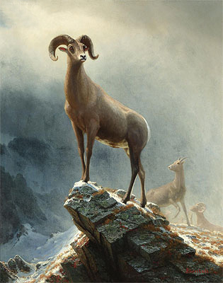 Rocky Mountain, Big Horn Sheep | Bierstadt | Painting Reproduction