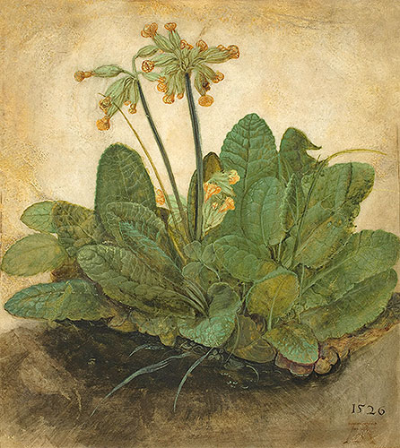 Tuft of Cowslips | Durer | Painting Reproduction