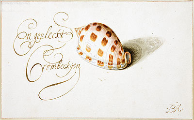 A Shell: Phalium Aureola, c.1660 | van der Ast | Painting Reproduction