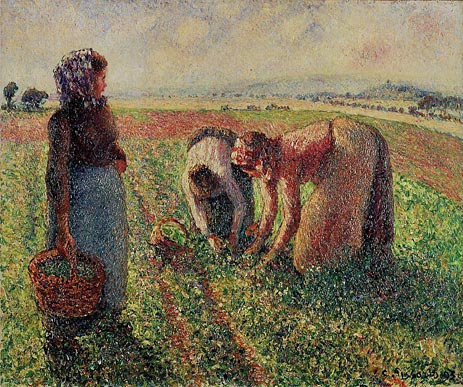 Picking Peas, 1893 | Pissarro | Painting Reproduction