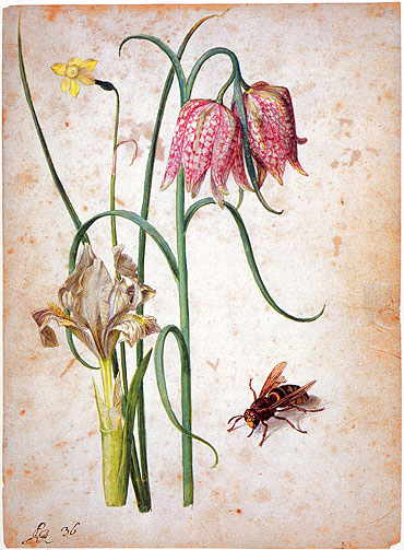 Narcissus, Iris, Fritillaria and Hornet, n.d. | Georg Flegel | Gemälde Reproduktion