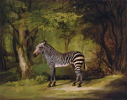A Zebra, 1763 by George Stubbs | Painting Reproduction