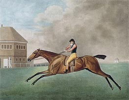 Baronet, 1794 von George Stubbs | Gemälde-Reproduktion