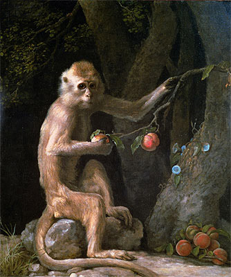 Portrait of a Monkey, 1774 by George Stubbs | Painting Reproduction