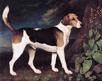 Ringwood, a Brocklesby Foxhound, 1792 | George Stubbs | Painting Reproduction