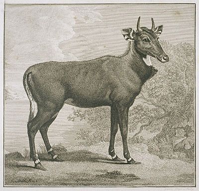 Plate of the Nyl-Ghan, n.d. | George Stubbs | Painting Reproduction