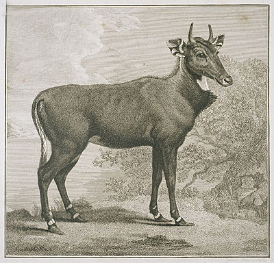 Plate of the Nyl-Ghan, n.d. | George Stubbs