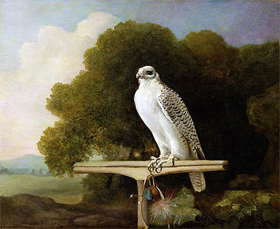 Greenland Falcon (Grey Falcon), 1780 | George Stubbs | Gemälde Reproduktion