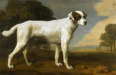 Viscount Gormanston's White Dog, 1781 | George Stubbs