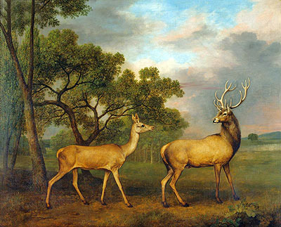 Red Deer, a Buck and a Doe, 1792 | George Stubbs