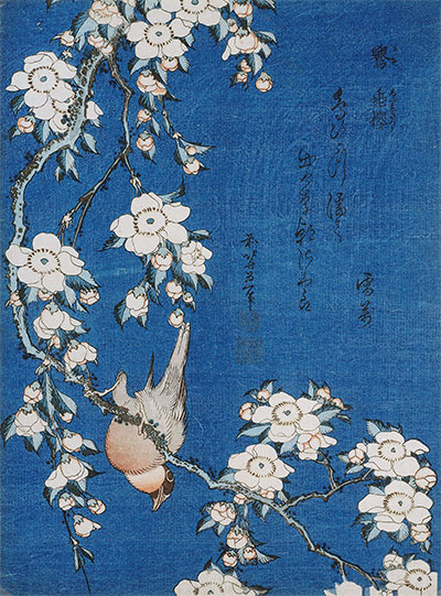 Bullfinch and Weeping Cherry Blossoms from Serie 'Flowers and Birds', 1834 | Hokusai | Painting Reproduction
