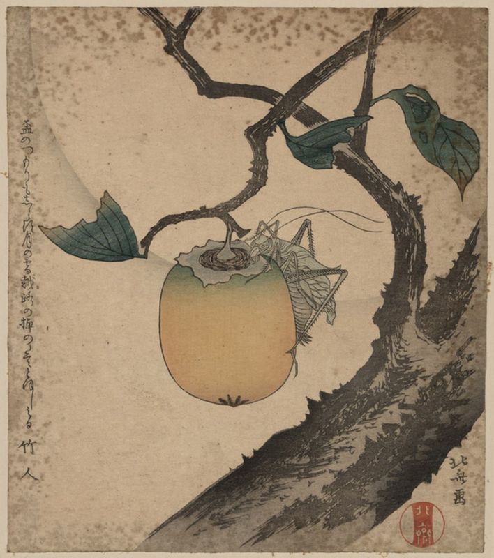 Hokusai | Grasshopper eating persimmon, n.d Grasshopper eating persimmon, n.d | Hokusai