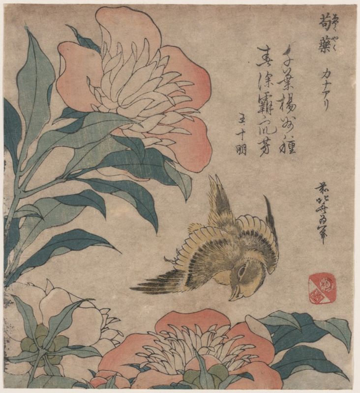 Peony and canary, n.d | Hokusai
