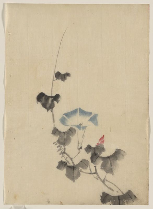 Hokusai | Blue blossom of morning glory on vine, n.d Blue blossom of morning glory on vine, n.d | Hokusai