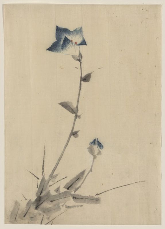 Blue flower blossom and bud at the end of a stalk, n.d | Hokusai