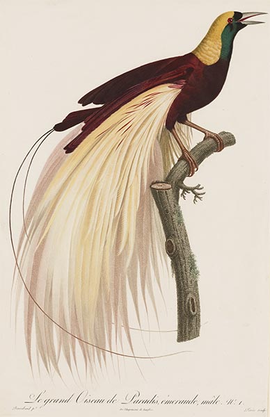 Le grand Oiseau de Paradis, Emeraude, Male, c.1801/06 | Jacques Barraband | Painting Reproduction