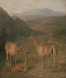 Vicunas | Jacques-Laurent Agasse | Gemälde Reproduktion