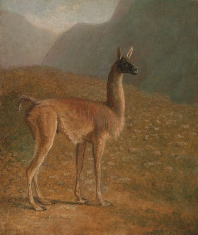 Guanaco, 1848 | Jacques-Laurent Agasse