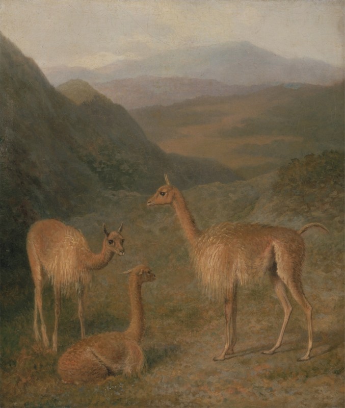 Vicunas, 1831 | Jacques-Laurent Agasse