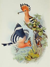 Upupa Epops, c.1862/73 by John Gould | Painting Reproduction