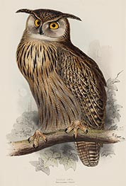 Eagle Owl. Bubo Maximus, c.1832/37 by John Gould | Painting Reproduction