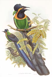 Astrapia Nigra (Gmelin), c.1875/81 by John Gould | Painting Reproduction