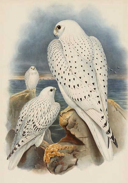 Greenland Falcon, c.1862/73 | John Gould | Painting Reproduction