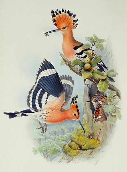 Upupa Epops, c.1862/73 | John Gould | Painting Reproduction