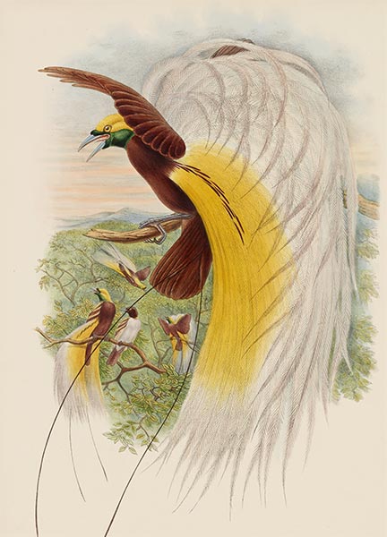 Paradisea Papuana (Papuana Bird of Paradise), c.1875/81 | John Gould | Painting Reproduction