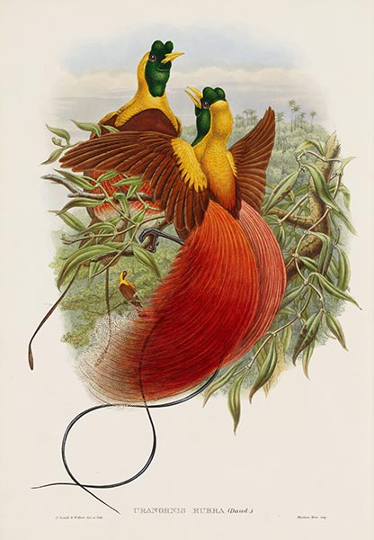 Uranornis Rubra (Daud), c.1875/81 | John Gould | Gemälde Reproduktion