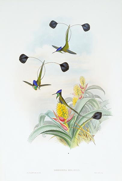 Loddigesia Mirabilis, c.1849/81 | John Gould | Painting Reproduction