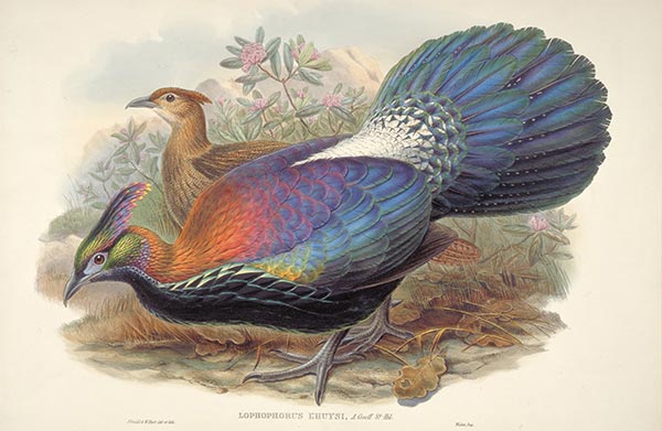 Lophophorus L'Huysi, c.1850/81 | John Gould | Painting Reproduction