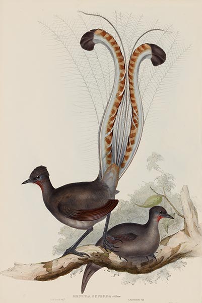 Menura Superba: Shaw (Lyrebird), c.1837/48 | John Gould | Gemälde Reproduktion