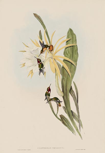 Calothorax Heliodori, c.1849/81 | John Gould | Gemälde Reproduktion