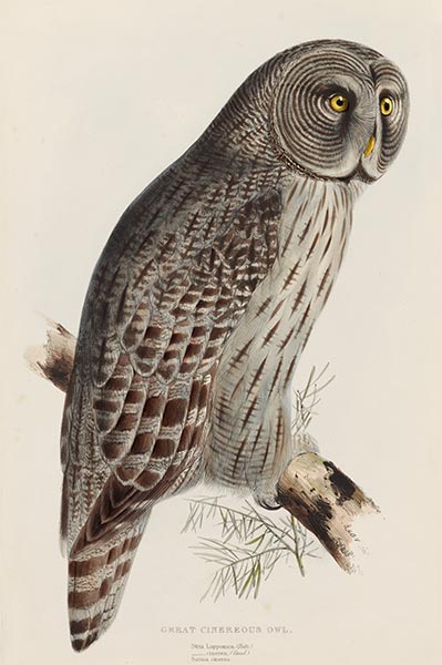 Great Cinereous Owl, c.1832/37 | John Gould | Painting Reproduction