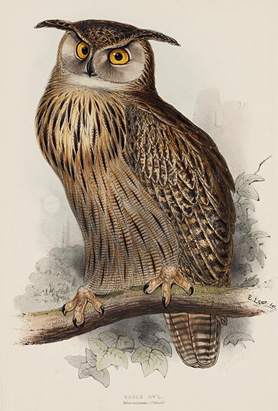 Eagle Owl. Bubo Maximus, c.1832/37 | John Gould | Painting Reproduction