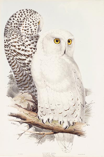 Snowy Owl, c.1832/37 | John Gould | Gemälde Reproduktion