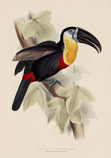 Ramphastos Vitellinus (Illiger), c.1833/35 von John Gould | Papier-Kunstdruck