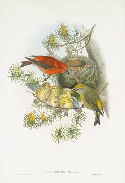 Loxia Curvirostra, Linn, c.1862/73 | John Gould | Painting Reproduction
