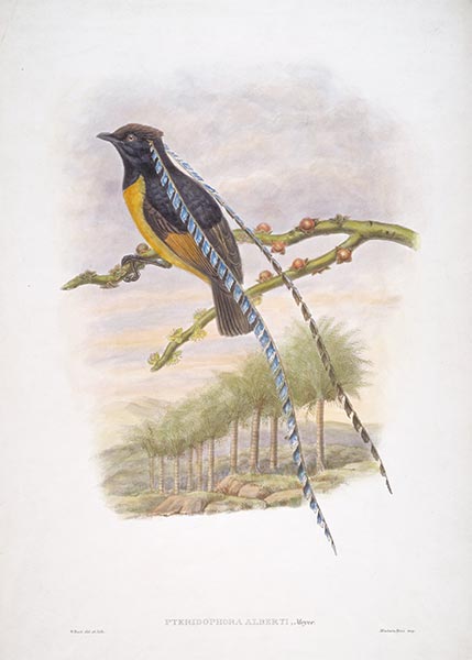 Pteridophora Alberti, Meyer, c.1875/81 | John Gould | Painting Reproduction