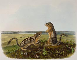 Leopard Spermophile (Spermophilus Tridecemlineatus), 1848 by Audubon | Painting Reproduction