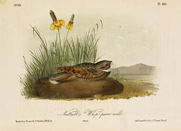 Nuttall's Whip-Poor-Will, a.1843 von Audubon | Gemälde-Reproduktion