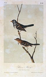 Harris' Finch, a.1843 by Audubon | Painting Reproduction
