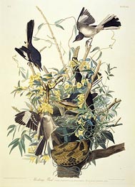 Mocking Bird, Turdus Polyglottus, c.1825 von Audubon | Gemälde-Reproduktion