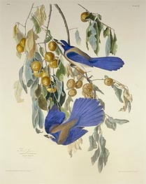 Florida Jay. Garrulus Floridanus. From Birds of America, 1830 by Audubon | Painting Reproduction